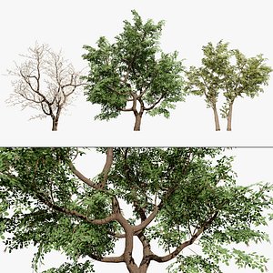 Senegalia nigrescens 3D Model 3D