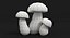 Funghi porcini