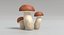 Funghi porcini