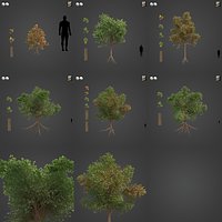 2021 PBR Downy Oak Collection - Quercus Pubescens