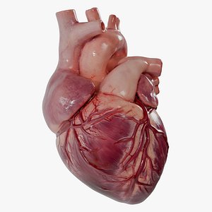 Human Heart