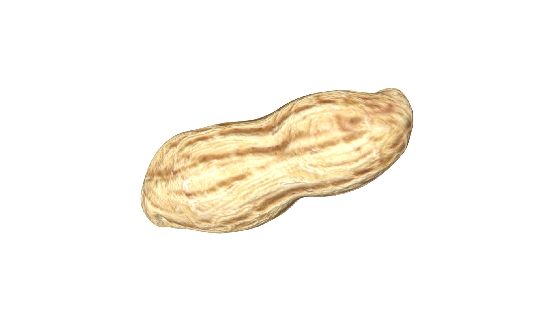 Peanut model https://p.turbosquid.com/ts-thumb/97/bFrLJR/VN/16/jpg/1626641555/1920x1080/fit_q87/21307b53f5ca67dc9c3eacc1ba33fd60c257b477/16.jpg