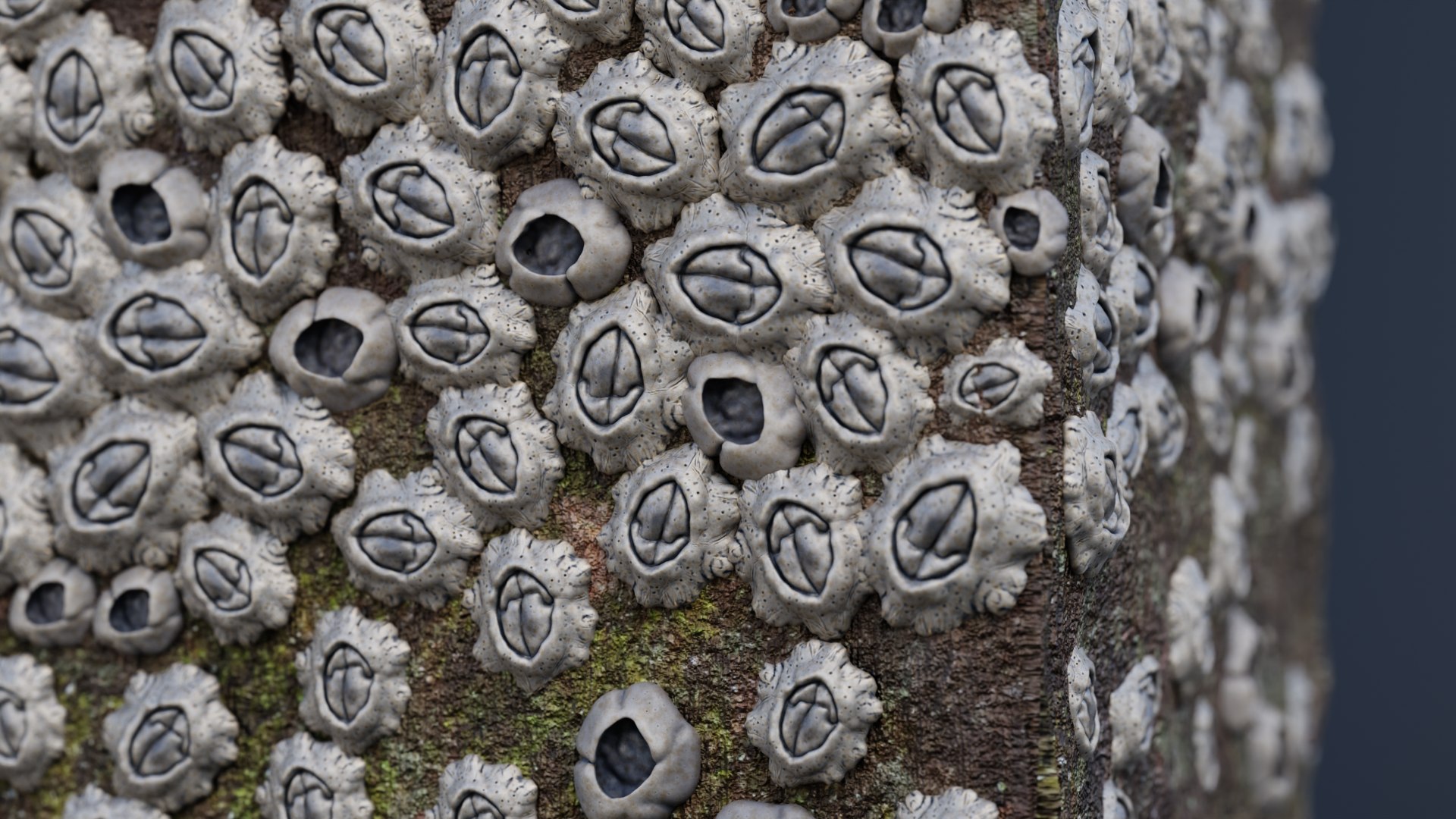 3D Column With Barnacles Model - TurboSquid 2360337