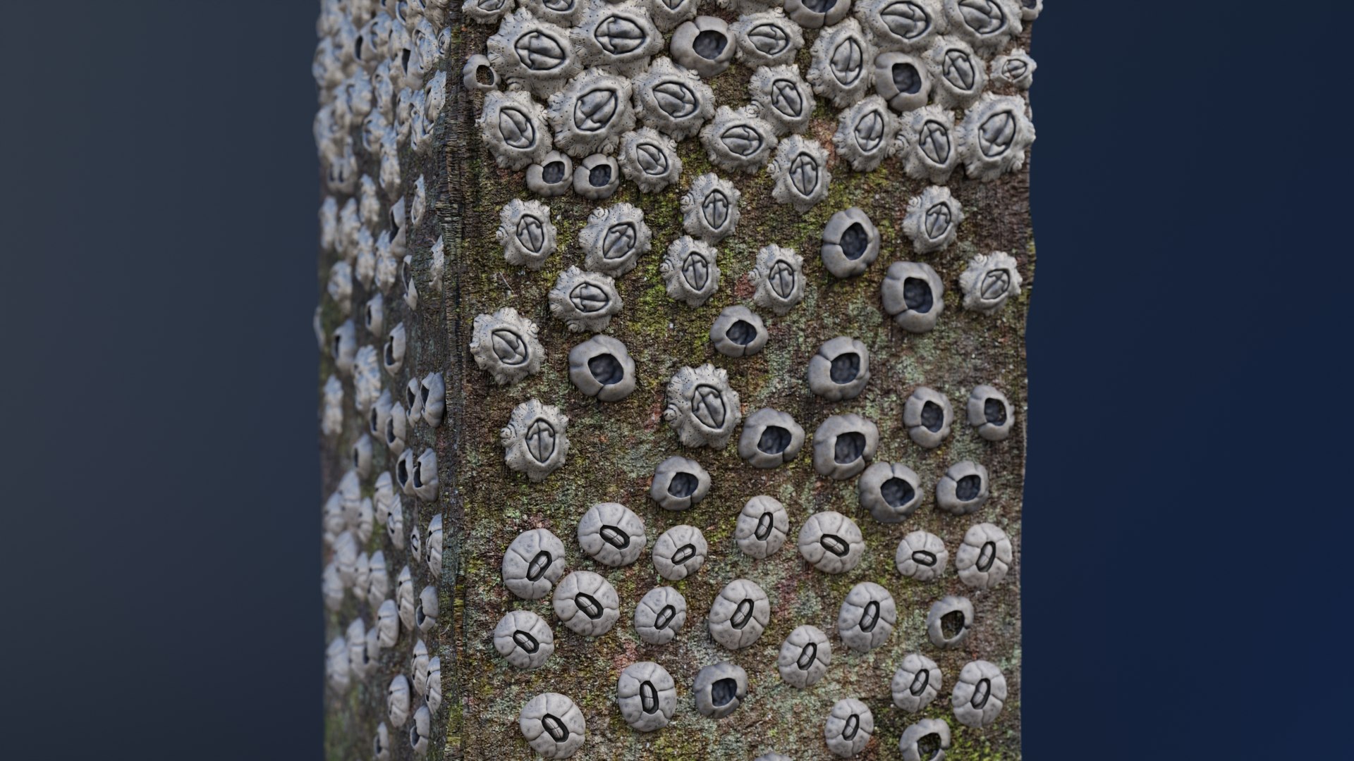 3D Column With Barnacles Model - TurboSquid 2360337