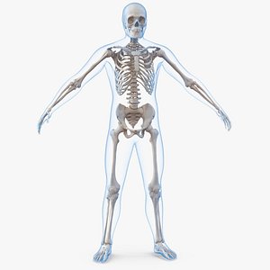 male body skeleton 3D model