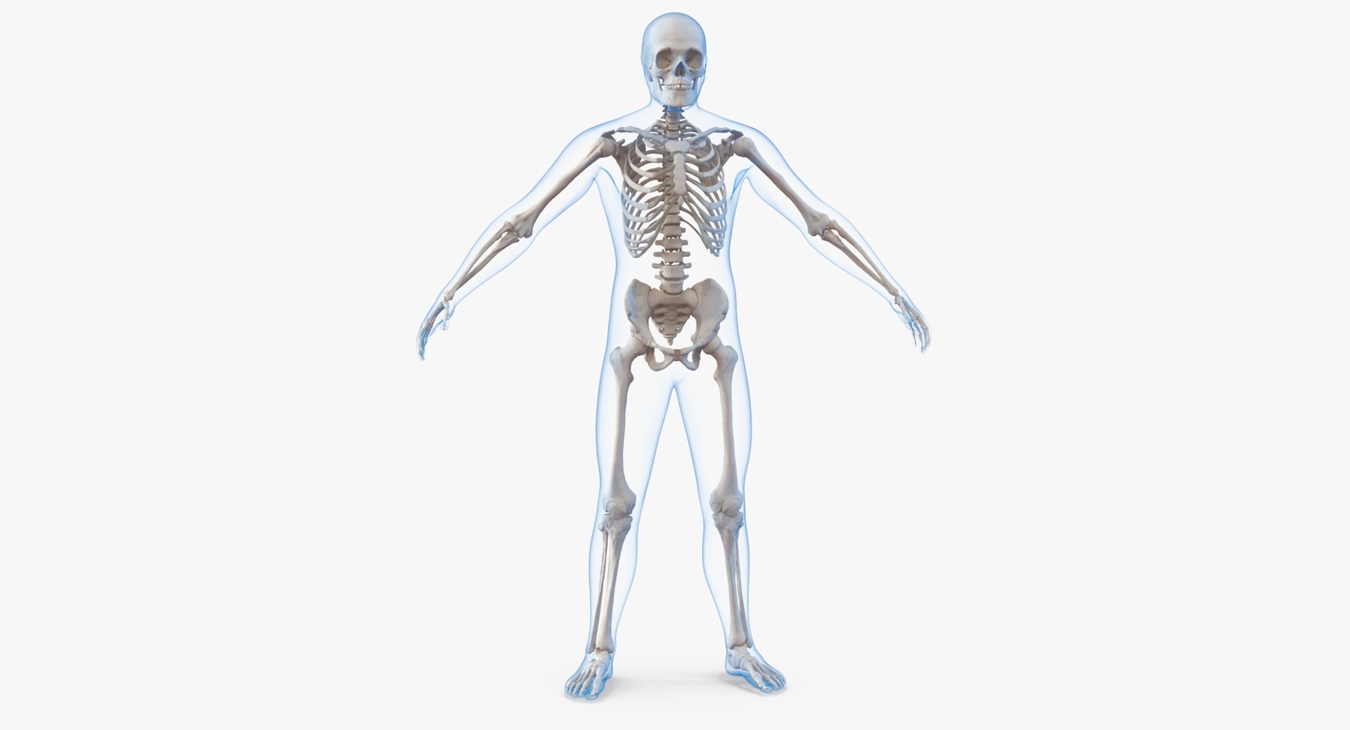 Male Body with Skeleton 3D model preview
