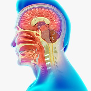 3D Anatomy of the oral cavity cross section