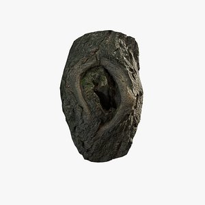 Anydrafts Salix matsudana Burl 08 3D