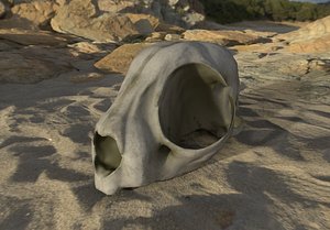 3D Real Cat Skull for GameDev