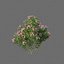 3D XfrogPlants Nerium Oleander