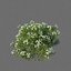 3D XfrogPlants Nerium Oleander