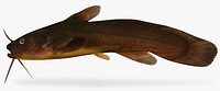 Noturus gyrinus Tadpole Madtom