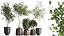 Houseplants in a flowerpot for the interior 1030