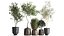 Houseplants in a flowerpot for the interior 1030