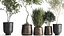 Houseplants in a flowerpot for the interior 1030