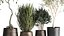 Houseplants in a flowerpot for the interior 1030