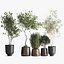 Houseplants in a flowerpot for the interior 1030