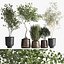 Houseplants in a flowerpot for the interior 1030