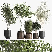 Houseplants in a flowerpot for the interior 1030