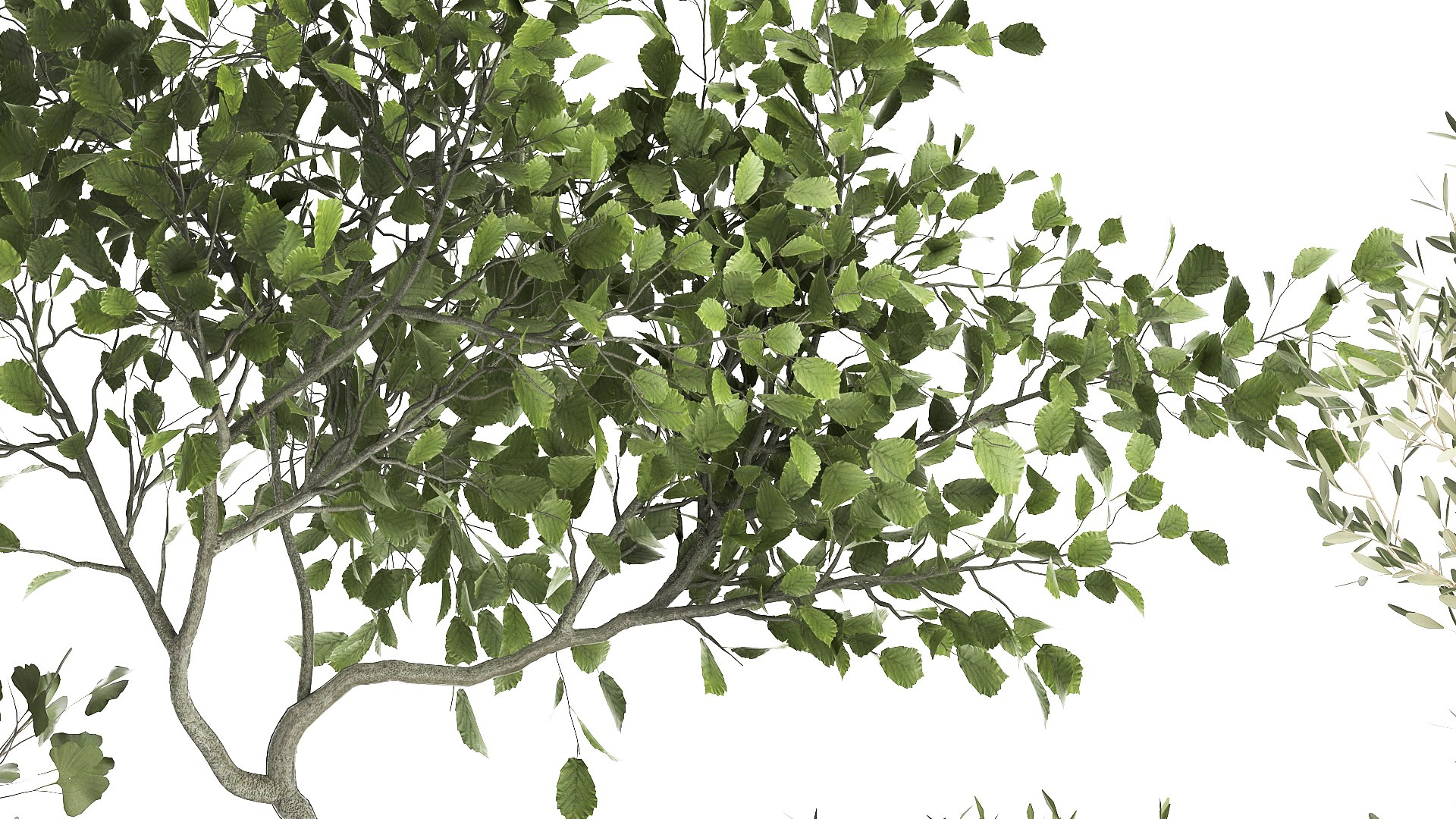 3D Houseplants in a flowerpot for the interior 1030 https://p.turbosquid.com/ts-thumb/98/CZbLeQ/iM/1plants1708202107/jpg/1629286895/1920x1080/fit_q87/9006040f0cb65eee3218ef80c4a7bdf3f0041cc4/1plants1708202107.jpg