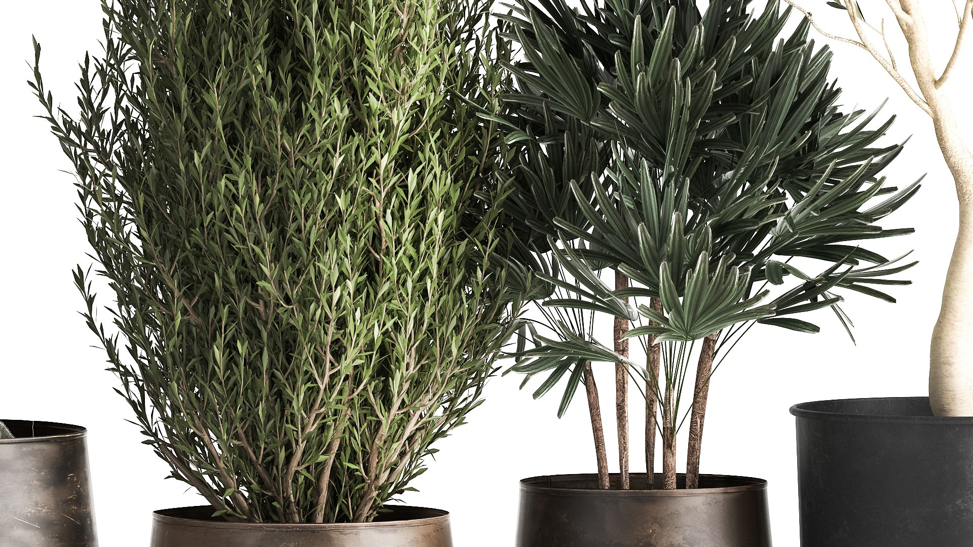 3D Houseplants in a flowerpot for the interior 1030 https://p.turbosquid.com/ts-thumb/98/CZbLeQ/us/1plants1708202106/jpg/1629286892/1920x1080/fit_q87/46f446186f67e98c8045d6c9c0160e3e280de00f/1plants1708202106.jpg