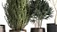 Houseplants in a flowerpot for the interior 1030