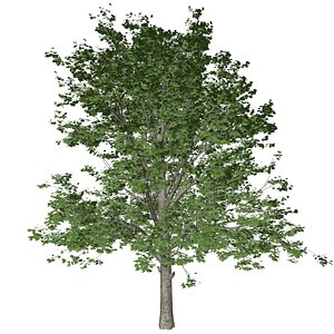 3D Red Maple Tree - 01 -