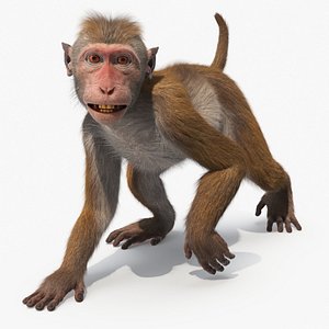 Wild Rhesus Monkey Light Brown Fur for Cinema 4D Rigged 3D model