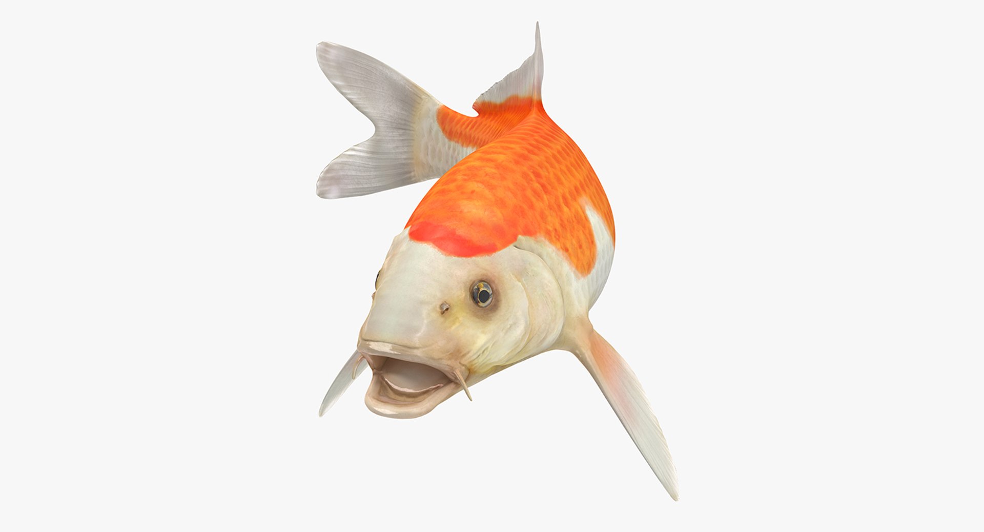 Harivake Koi Fish Rigged(1) 3D model preview