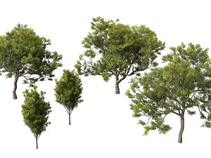 3D Quercus ilex - holly oak model