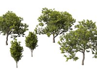 Quercus ilex - holly oak