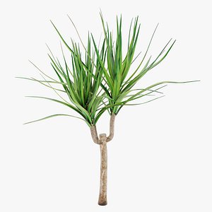 Dracena 2