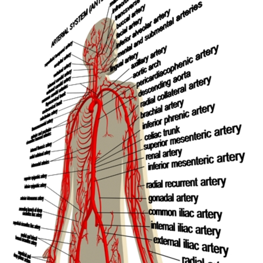 poligraph human arterial 3d model Biology Diagrams