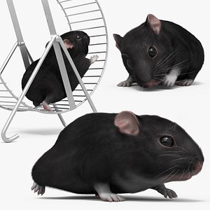 Dwarf Hamster Fur Set Animated Rigged For Maya