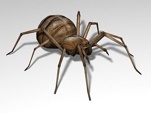 spider arachnids 3d model