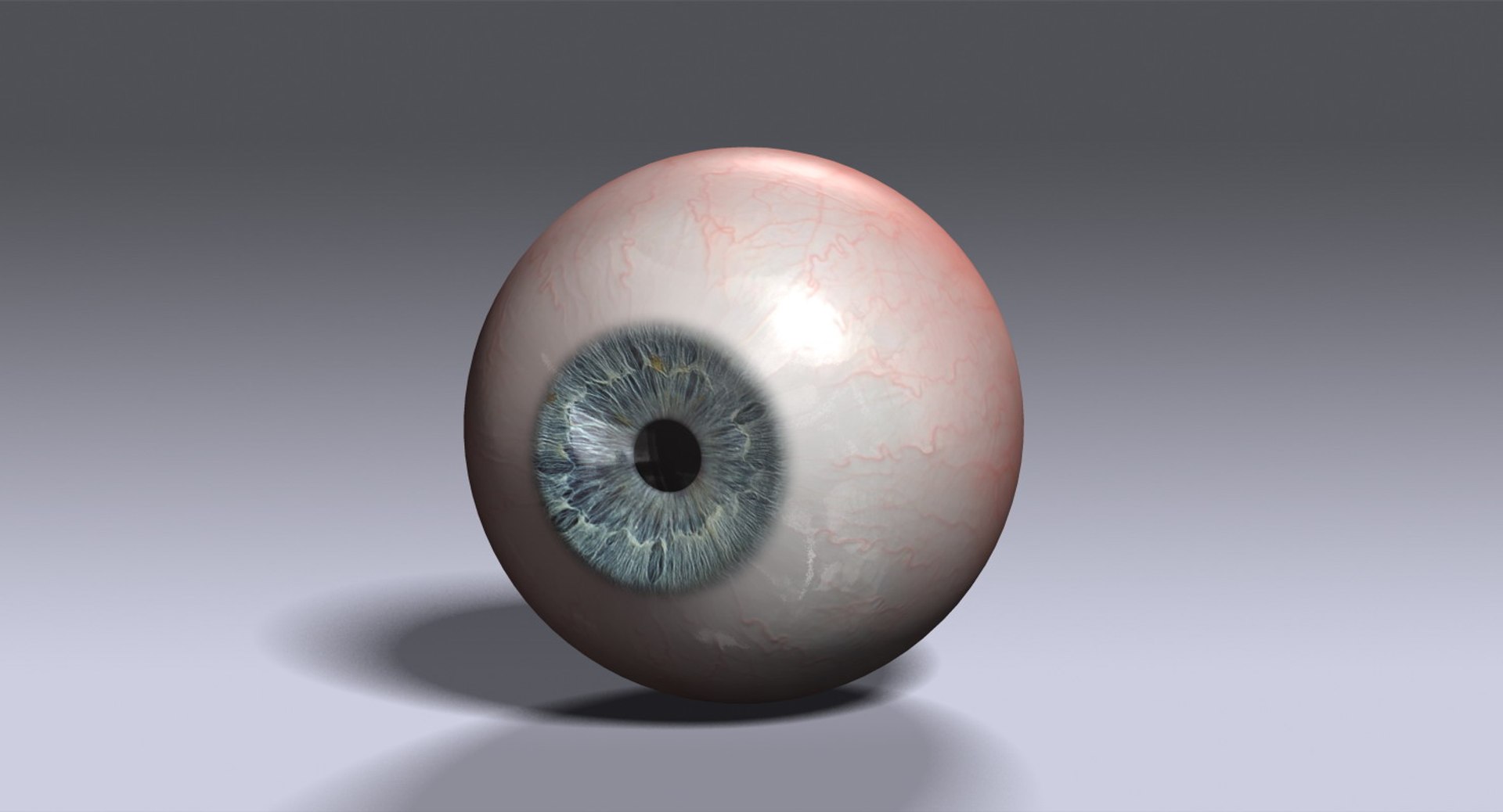 human eye 3d model