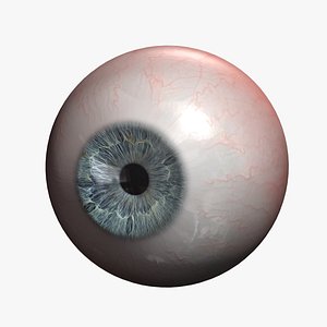 human eye 3d model