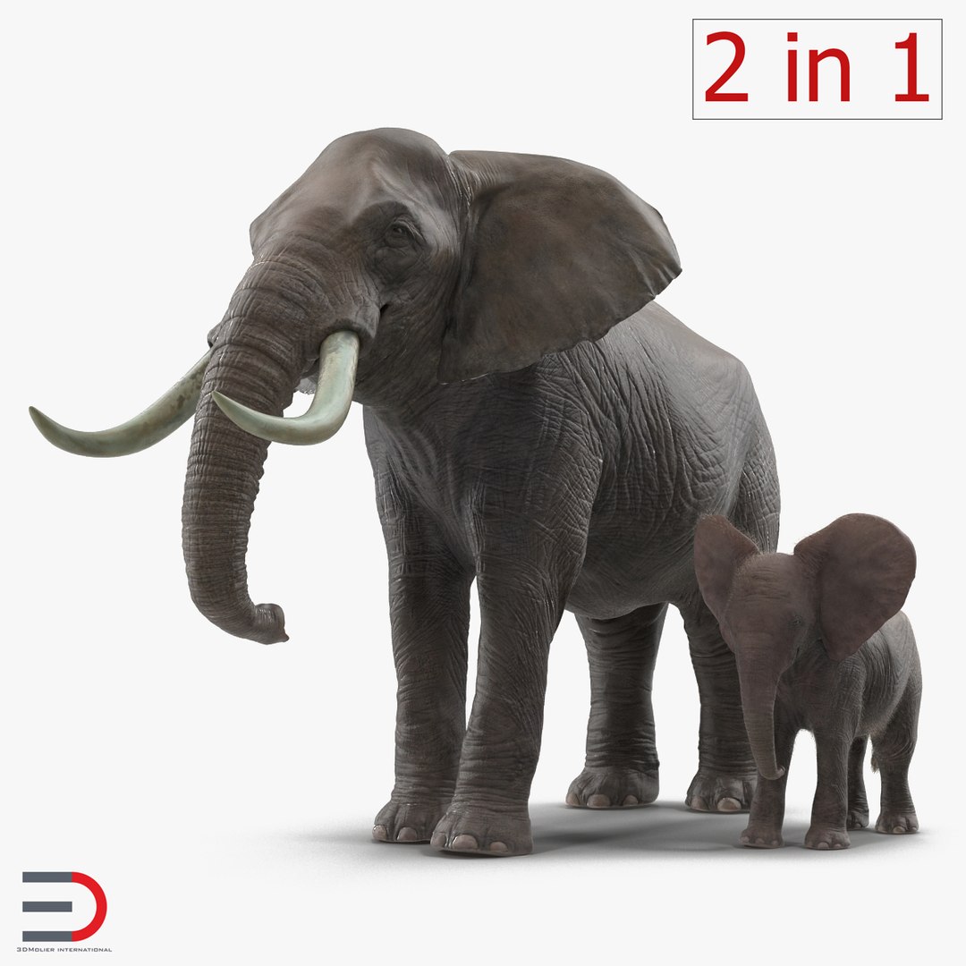 Elephants Collection 2 3D model preview