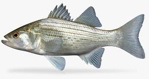 3d morone chrysops white bass model