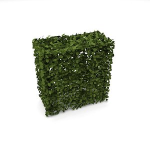 hedge bush shrub 3D model