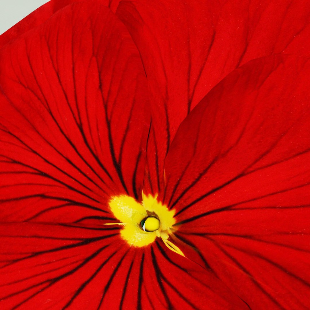 flowers v2 3d 3ds https://p.turbosquid.com/ts-thumb/99/SDVphL/hncexW9r/flowers_collection_v2_34/jpg/1269210066/1920x1080/fit_q87/45d62a0d19b09bdead5ed41d6dc995d563cb30a3/flowers_collection_v2_34.jpg