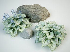 brunnera macrophylla jack frost 3D