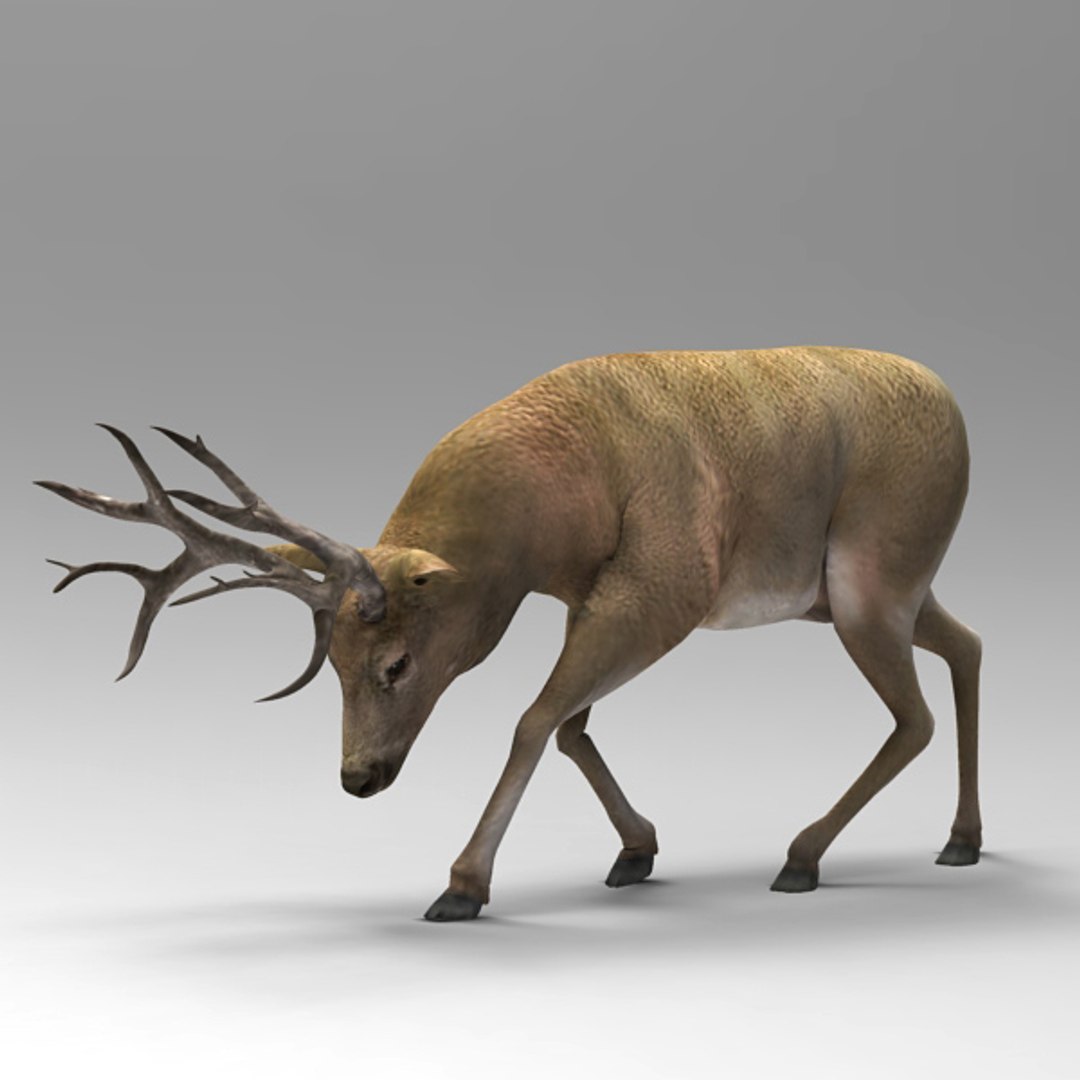Elk Poser 3d Model