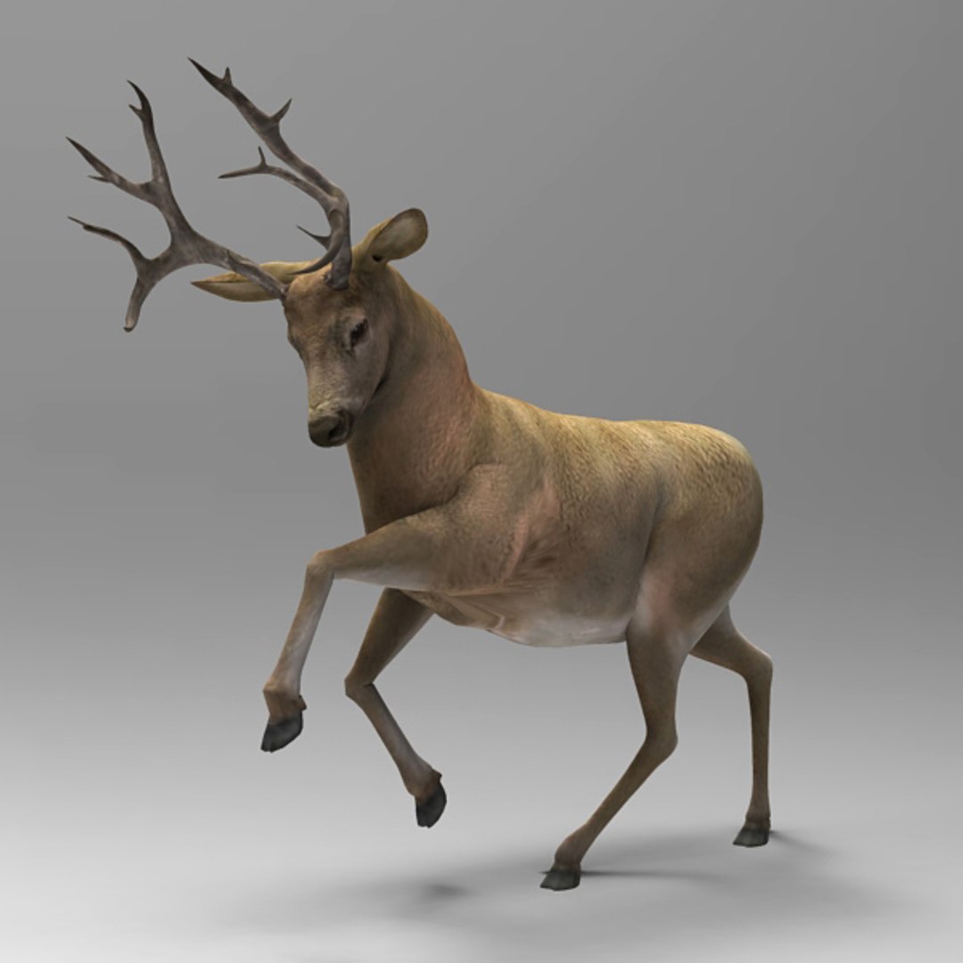 Elk Poser 3d Model