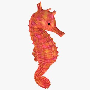 3D model realistic seahorse