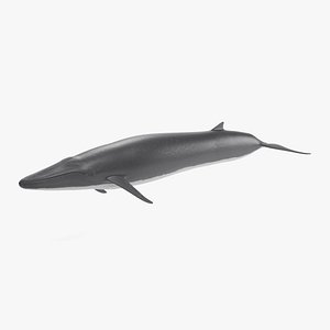 3D fin whale rigged