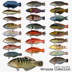 wrasse 3d model
