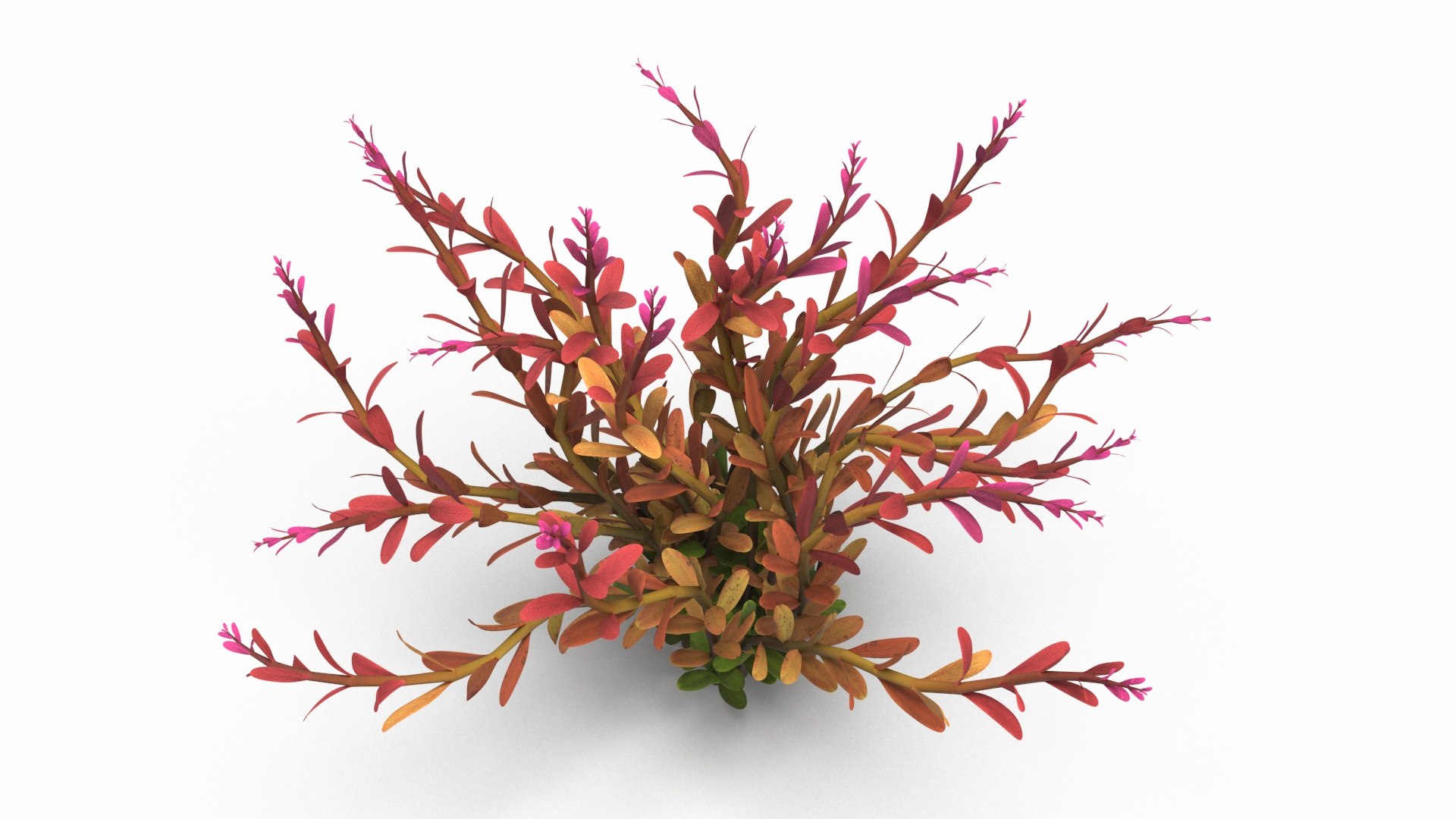 Aquarium Essentials Collection 3D model https://p.turbosquid.com/ts-thumb/9A/TQbHpn/rd/aquarium_essentials_collection_014/jpg/1748956355/1920x1080/fit_q87/61a4adf0758abd615ad8b3be6f3f35409410b0c6/aquarium_essentials_collection_014.jpg