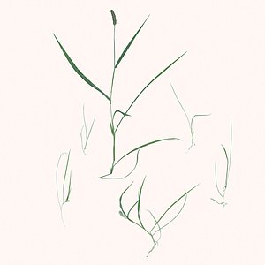 grass 3D model