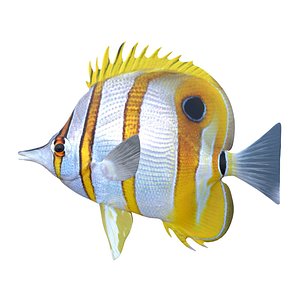 Copper banded Butterflyfish model